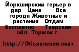 Йоркширский терьер в дар › Цена ­ 1 - Все города Животные и растения » Отдам бесплатно   . Тверская обл.,Торжок г.